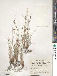 Fimbristylis ferruginea image