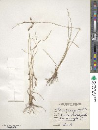 Fimbristylis ferruginea image