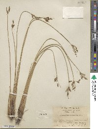 Fimbristylis ferruginea image