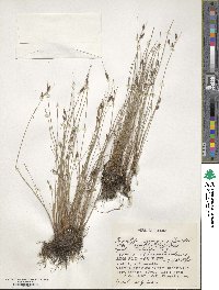 Fimbristylis sieboldii image