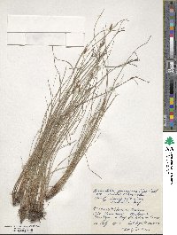 Fimbristylis sieboldii image