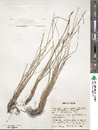 Fimbristylis sieboldii image