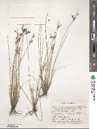 Fimbristylis sieboldii image