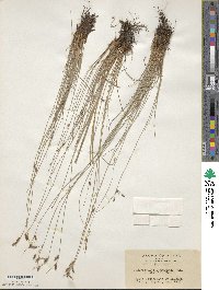 Fimbristylis sieboldii image