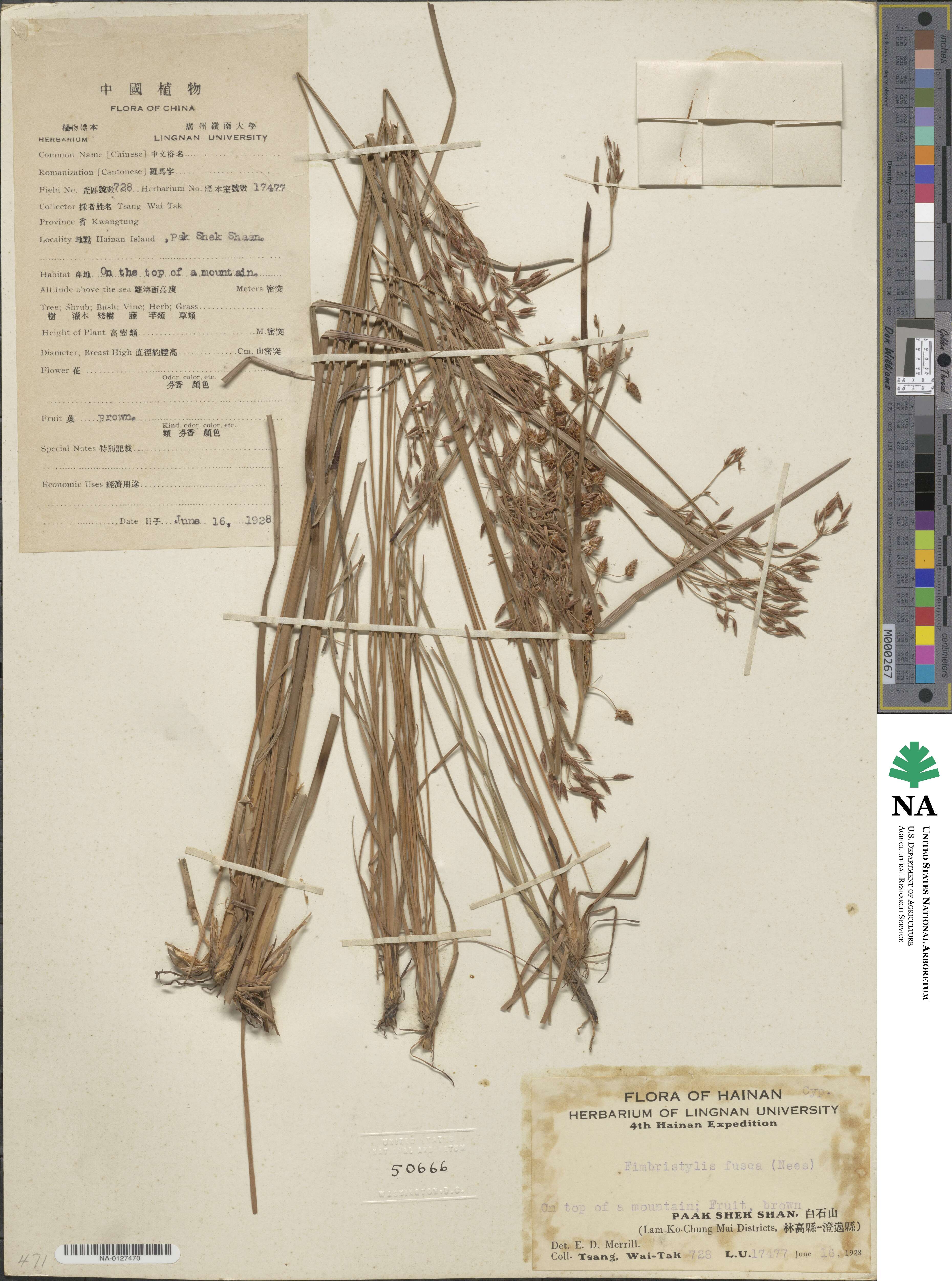 Fimbristylis fusca image