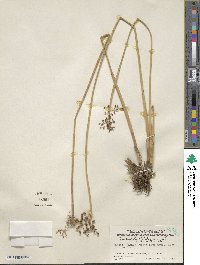 Fimbristylis umbellaris image