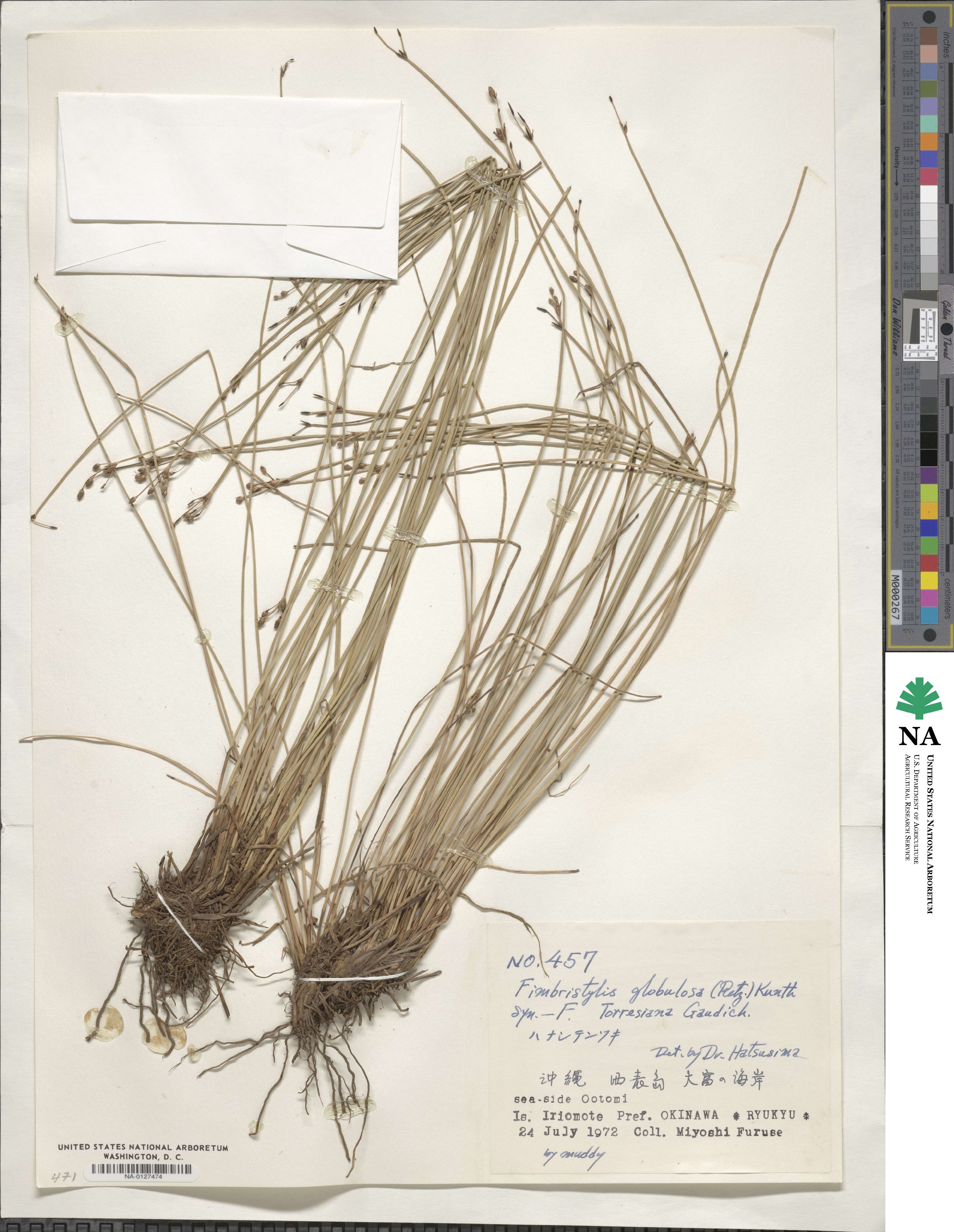 Fimbristylis umbellaris image