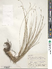 Fimbristylis umbellaris image