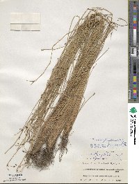 Fimbristylis umbellaris image