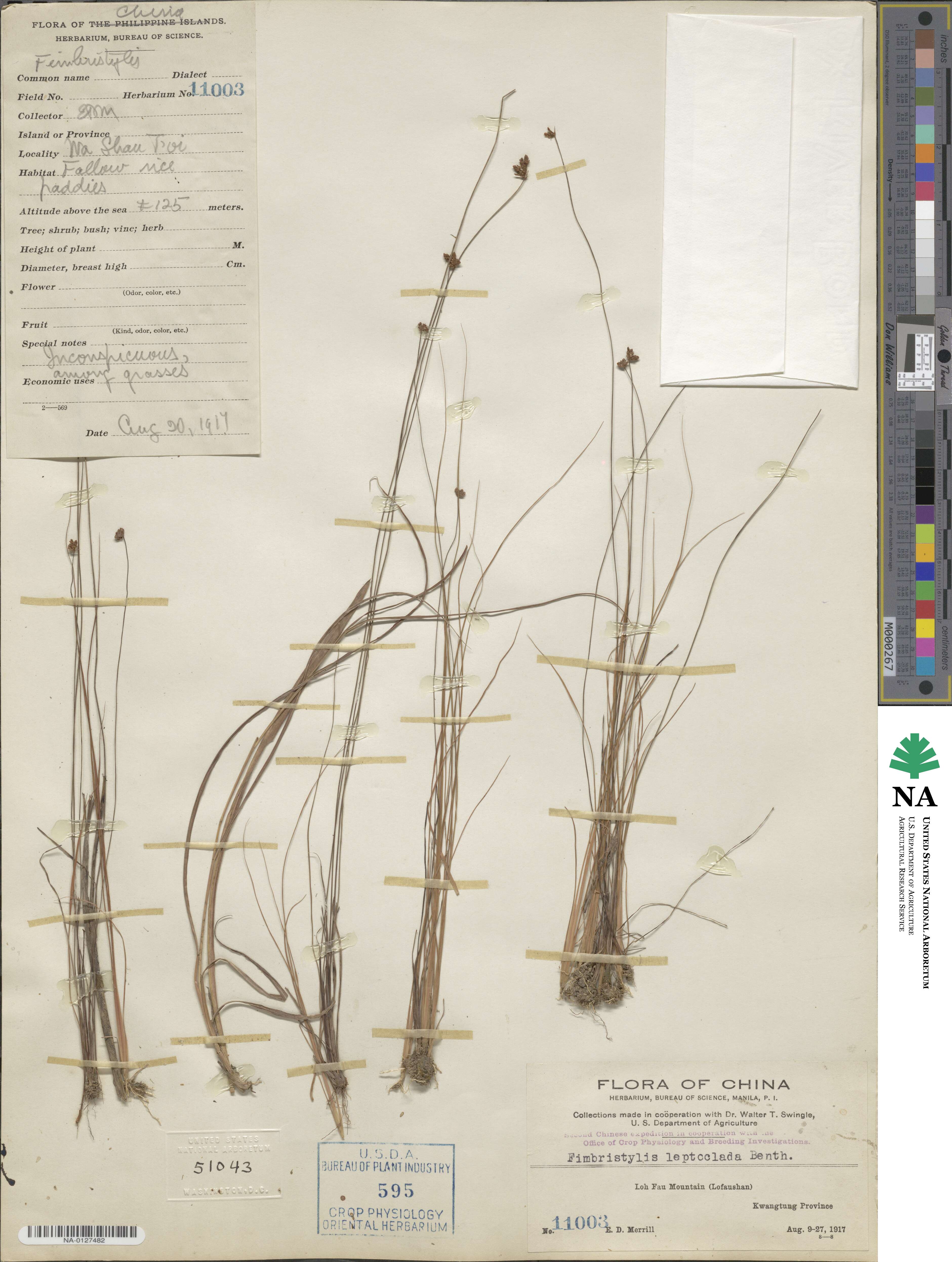 Fimbristylis leptoclada image