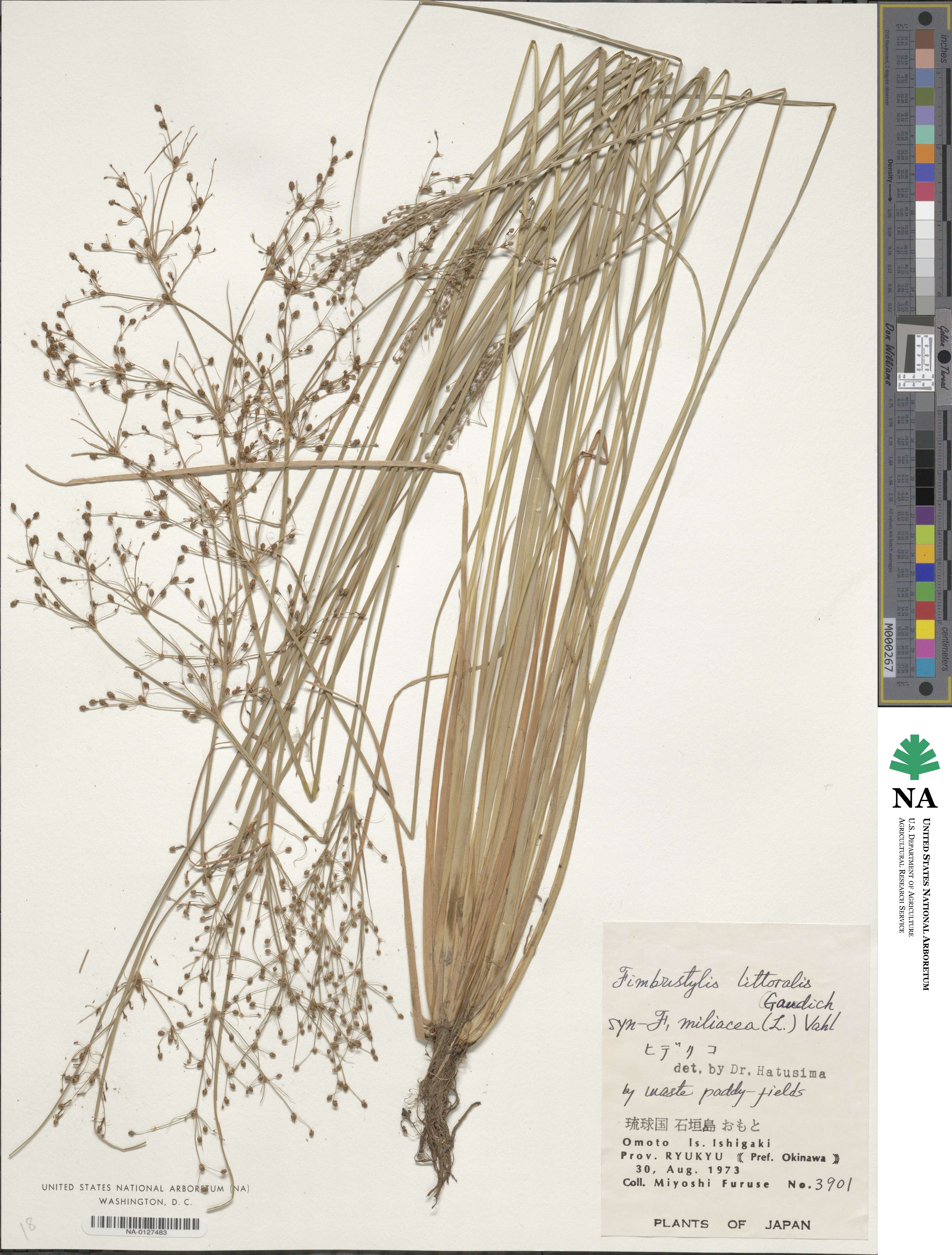 Fimbristylis littoralis image