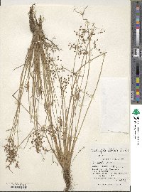 Fimbristylis littoralis image