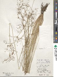 Fimbristylis littoralis image