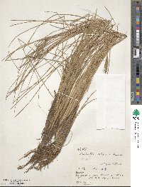 Fimbristylis littoralis image