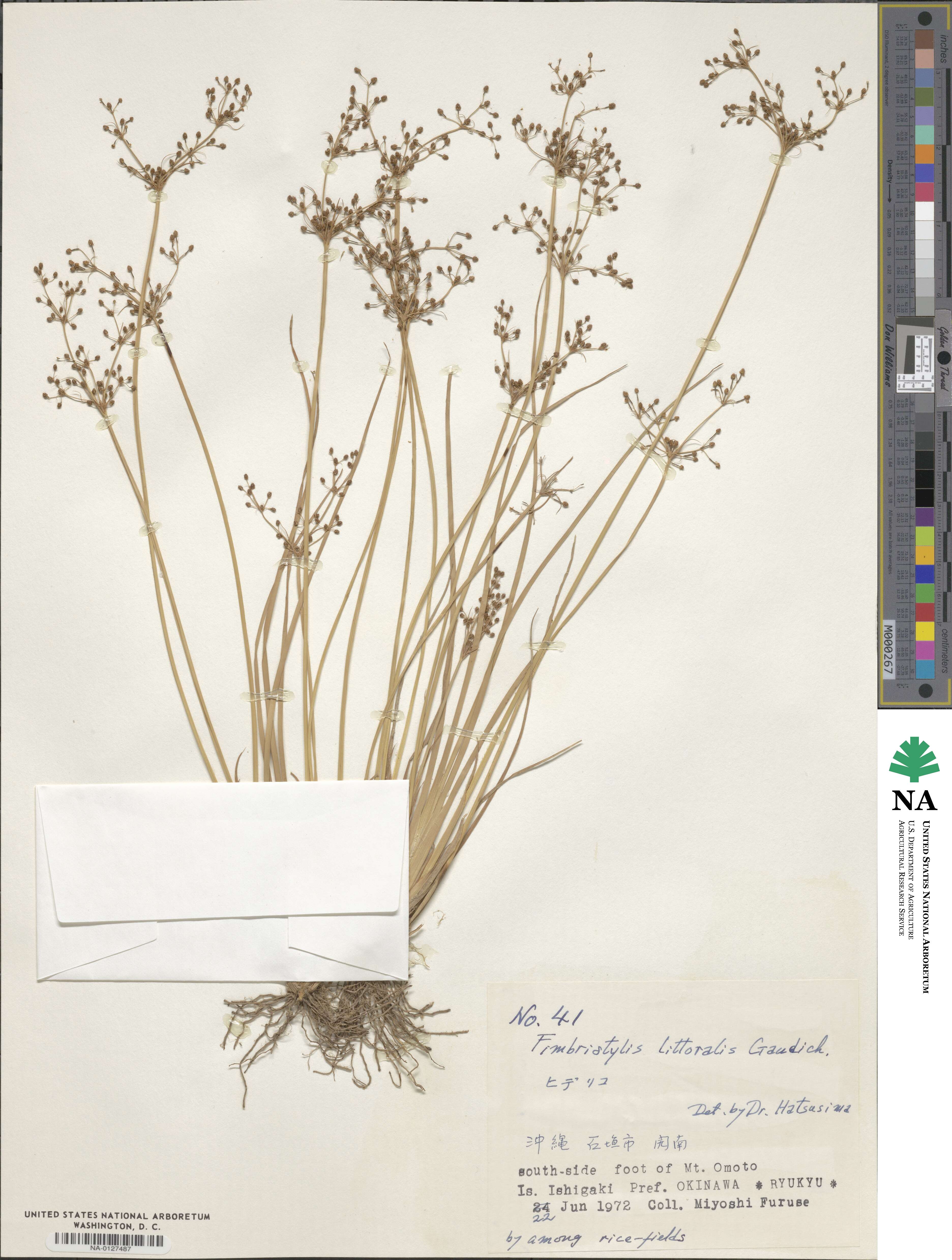 Fimbristylis littoralis image