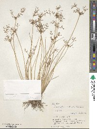 Fimbristylis littoralis image