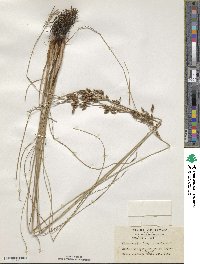 Fimbristylis longispica image