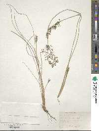 Fimbristylis quinquangularis image