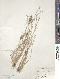 Fimbristylis quinquangularis subsp. quinquangularis image