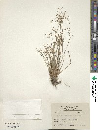 Fimbristylis quinquangularis image