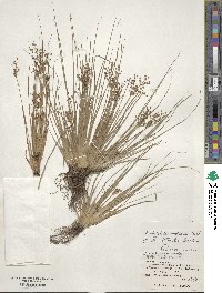 Fimbristylis quinquangularis image