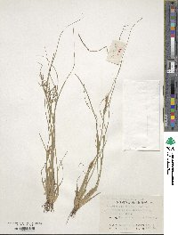 Fimbristylis quinquangularis subsp. quinquangularis image