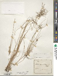 Fimbristylis quinquangularis subsp. quinquangularis image