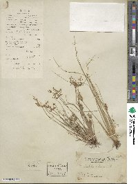 Fimbristylis quinquangularis image