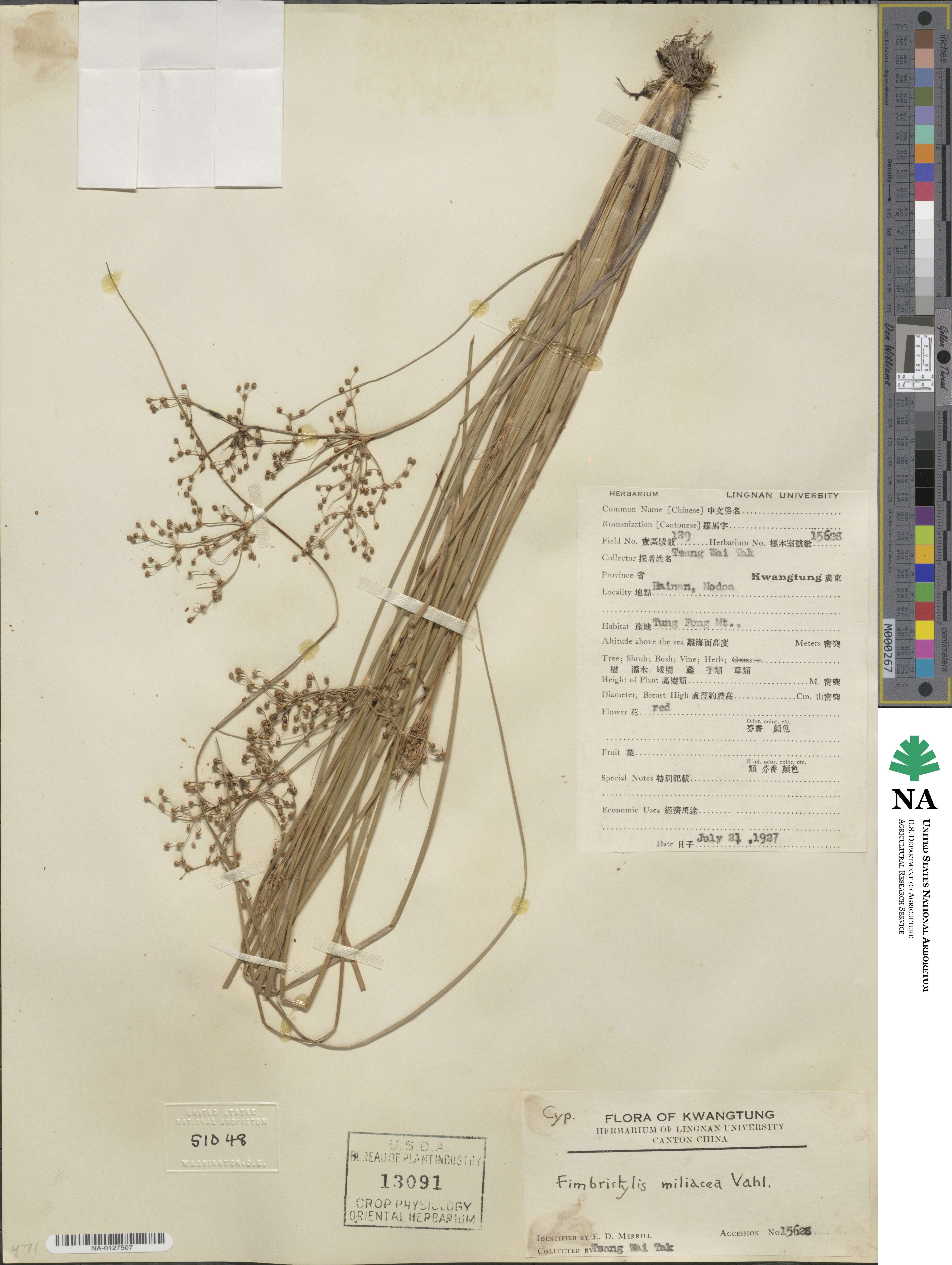 Fimbristylis quinquangularis image