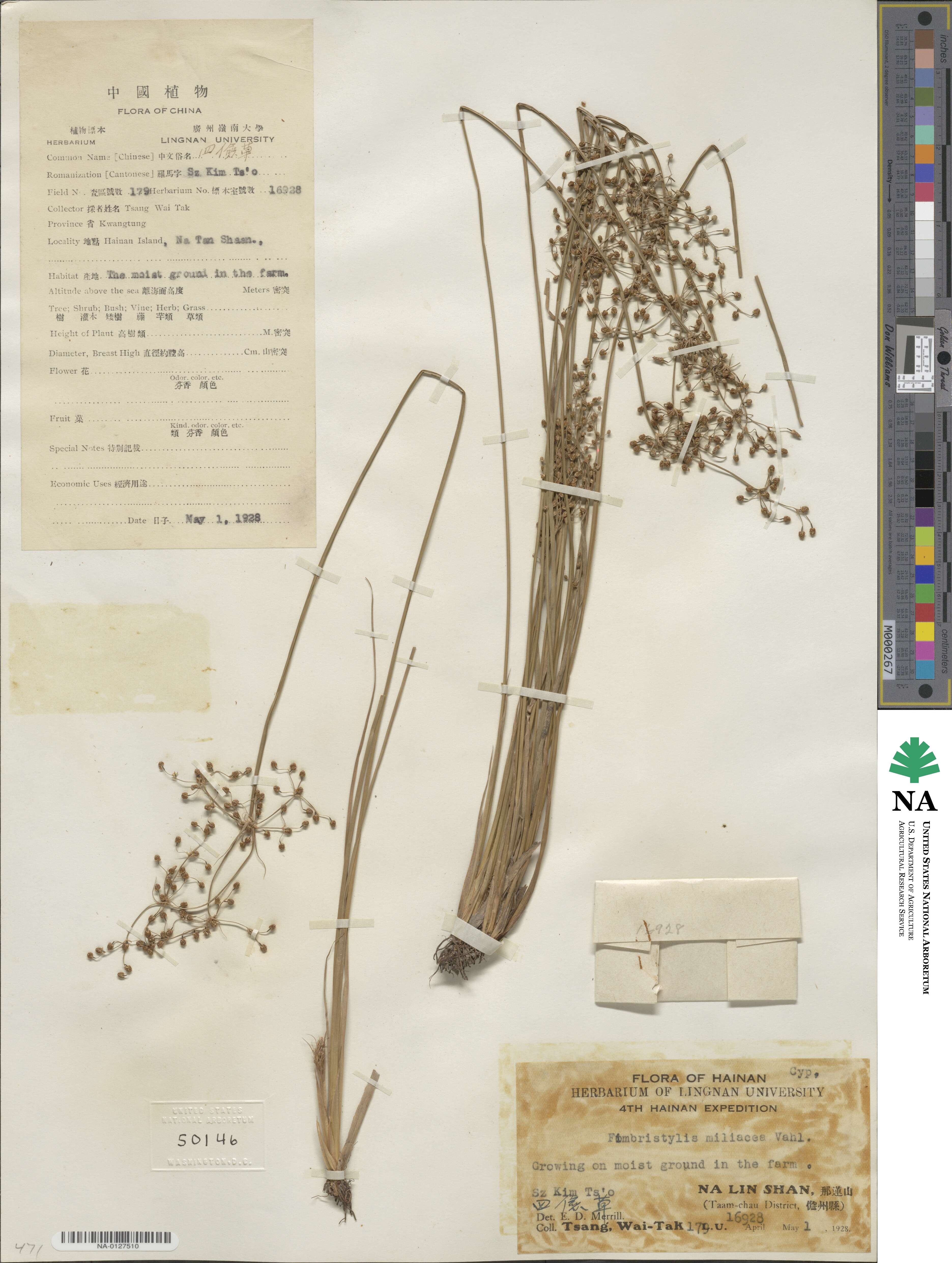 Fimbristylis quinquangularis subsp. quinquangularis image