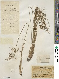 Fimbristylis quinquangularis subsp. quinquangularis image