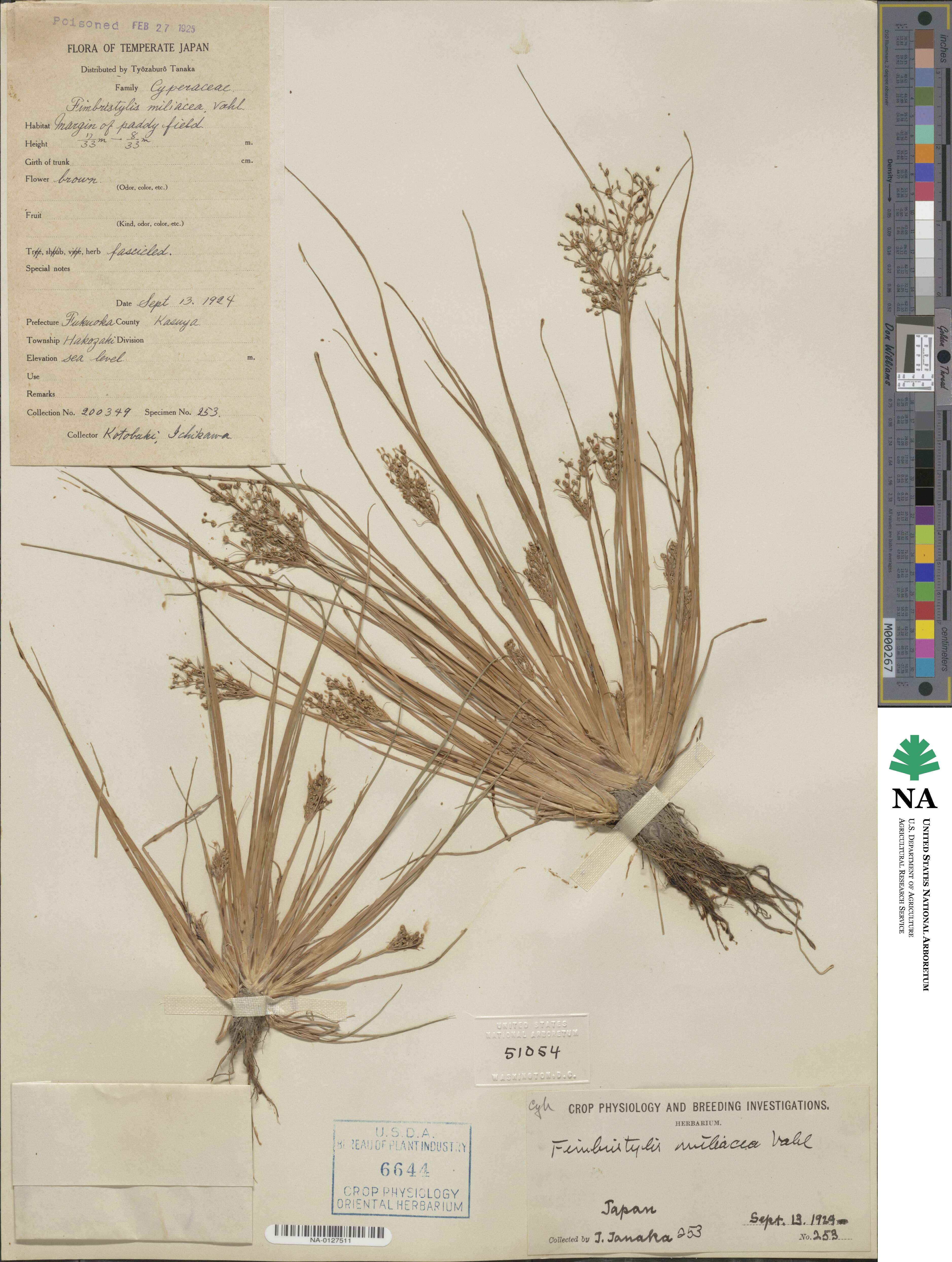 Fimbristylis quinquangularis subsp. quinquangularis image