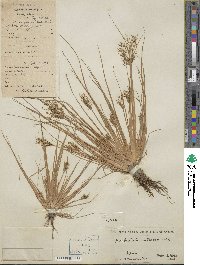 Fimbristylis quinquangularis image