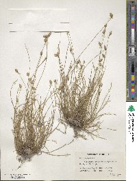 Abildgaardia ovata image