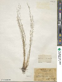 Abildgaardia ovata image