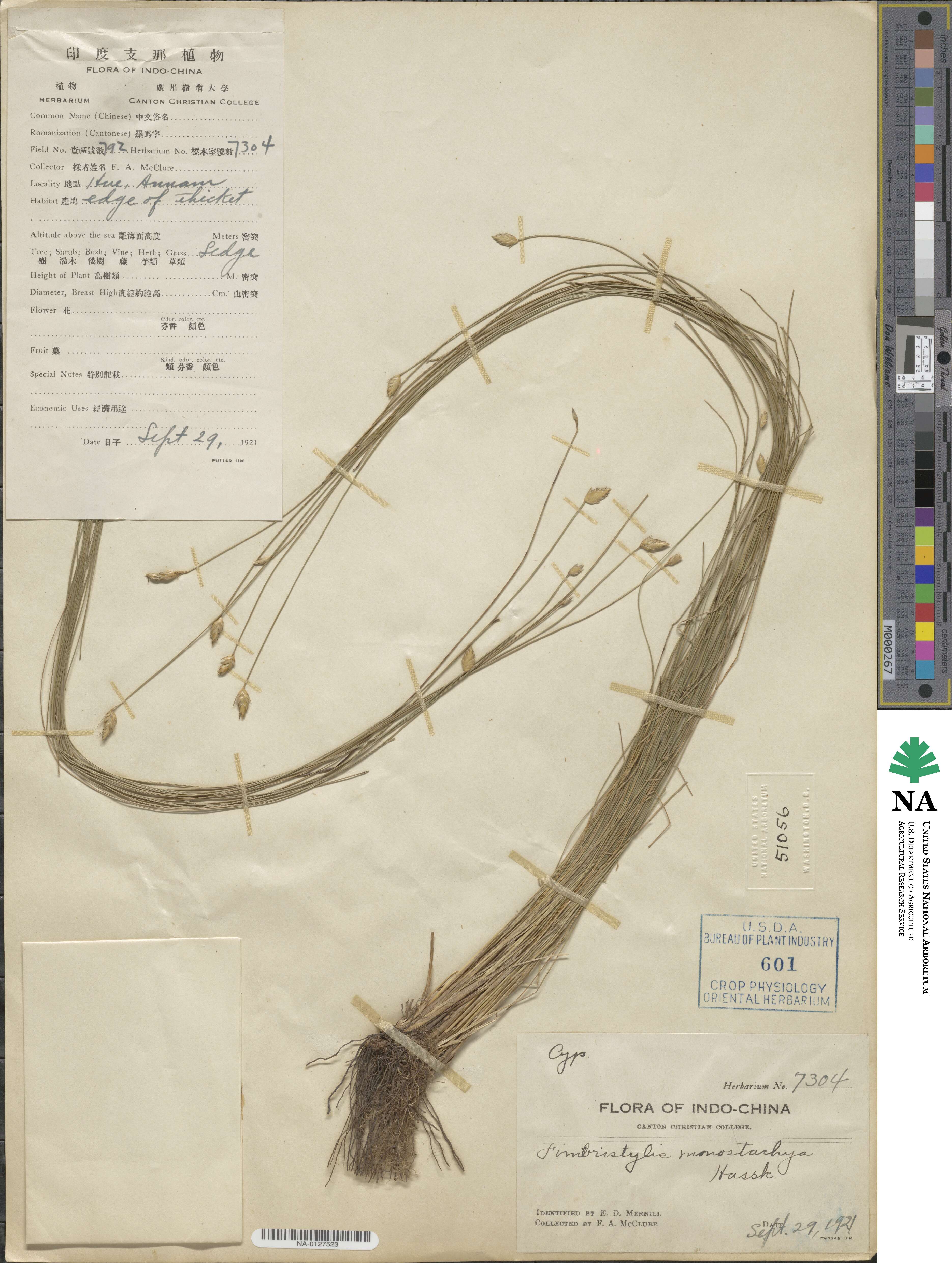 Abildgaardia ovata image