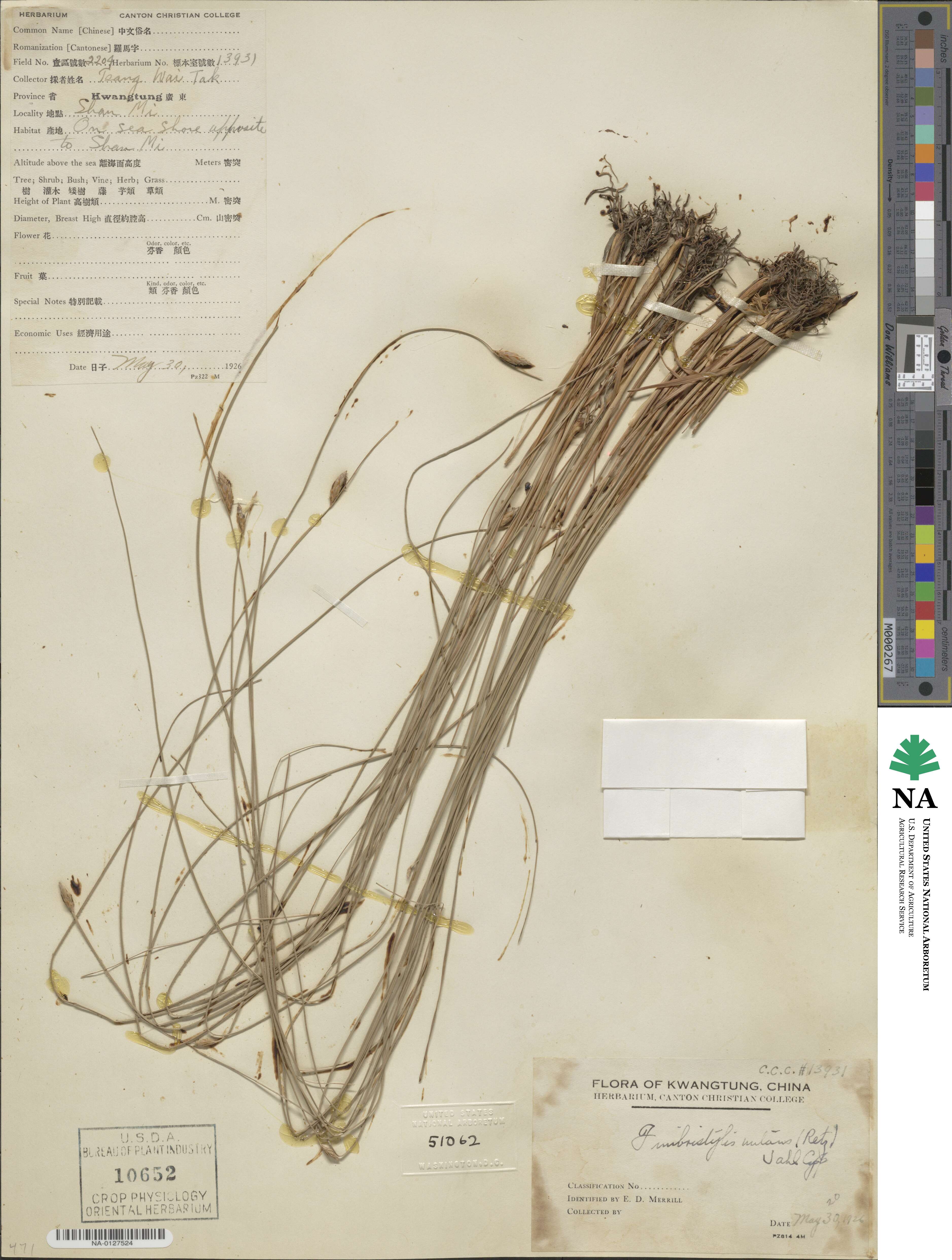 Fimbristylis nutans image