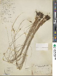 Image of Fimbristylis nutans