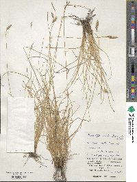 Abildgaardia ovata image