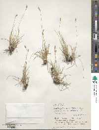 Abildgaardia ovata image