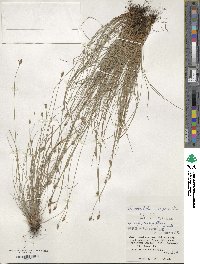 Fimbristylis tristachya var. pacifica image