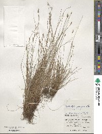 Fimbristylis tristachya image