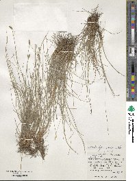 Fimbristylis tristachya var. pacifica image