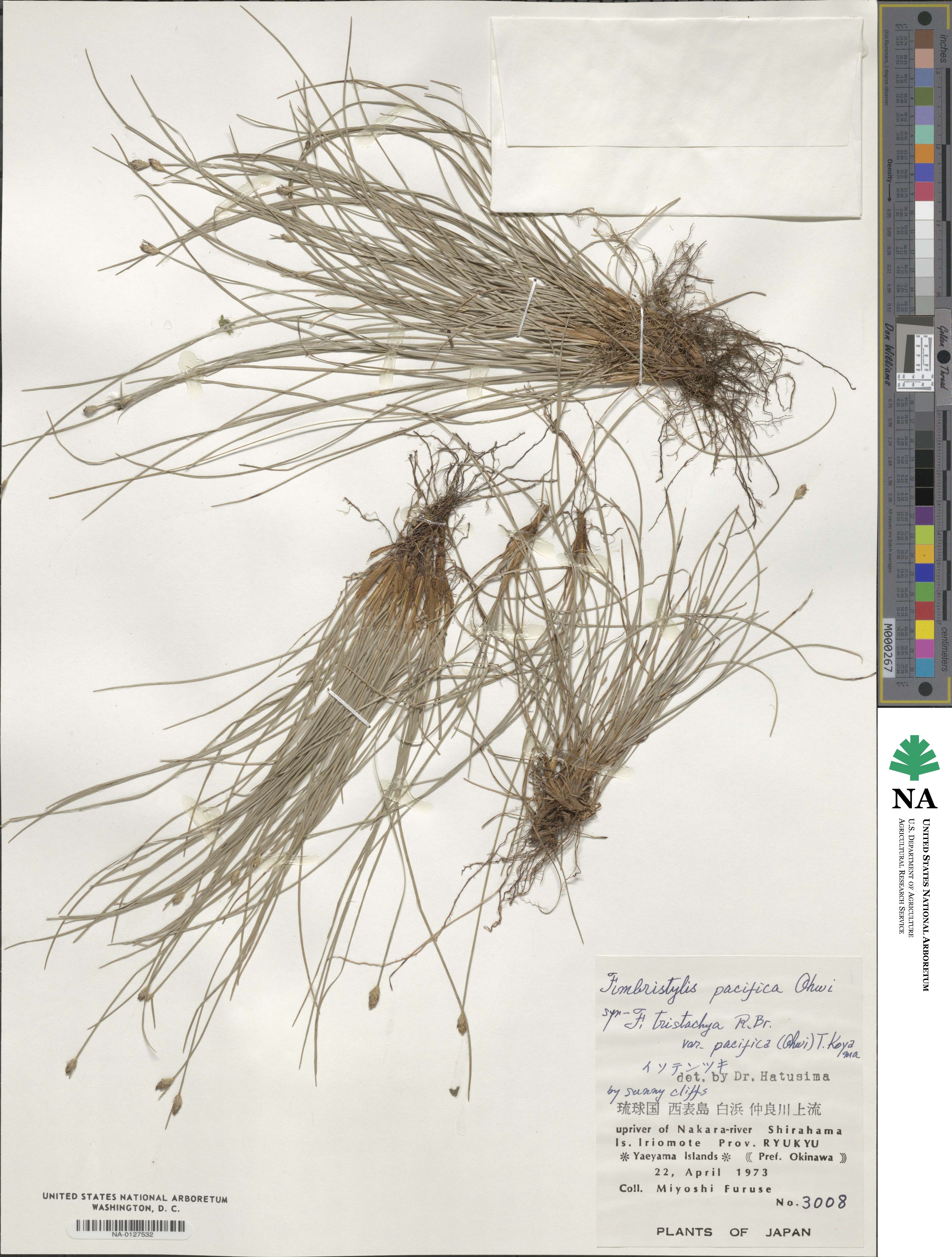 Fimbristylis tristachya var. pacifica image
