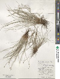 Fimbristylis tristachya var. pacifica image