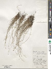 Fimbristylis tristachya var. pacifica image