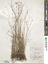 Fimbristylis tristachya var. pacifica image