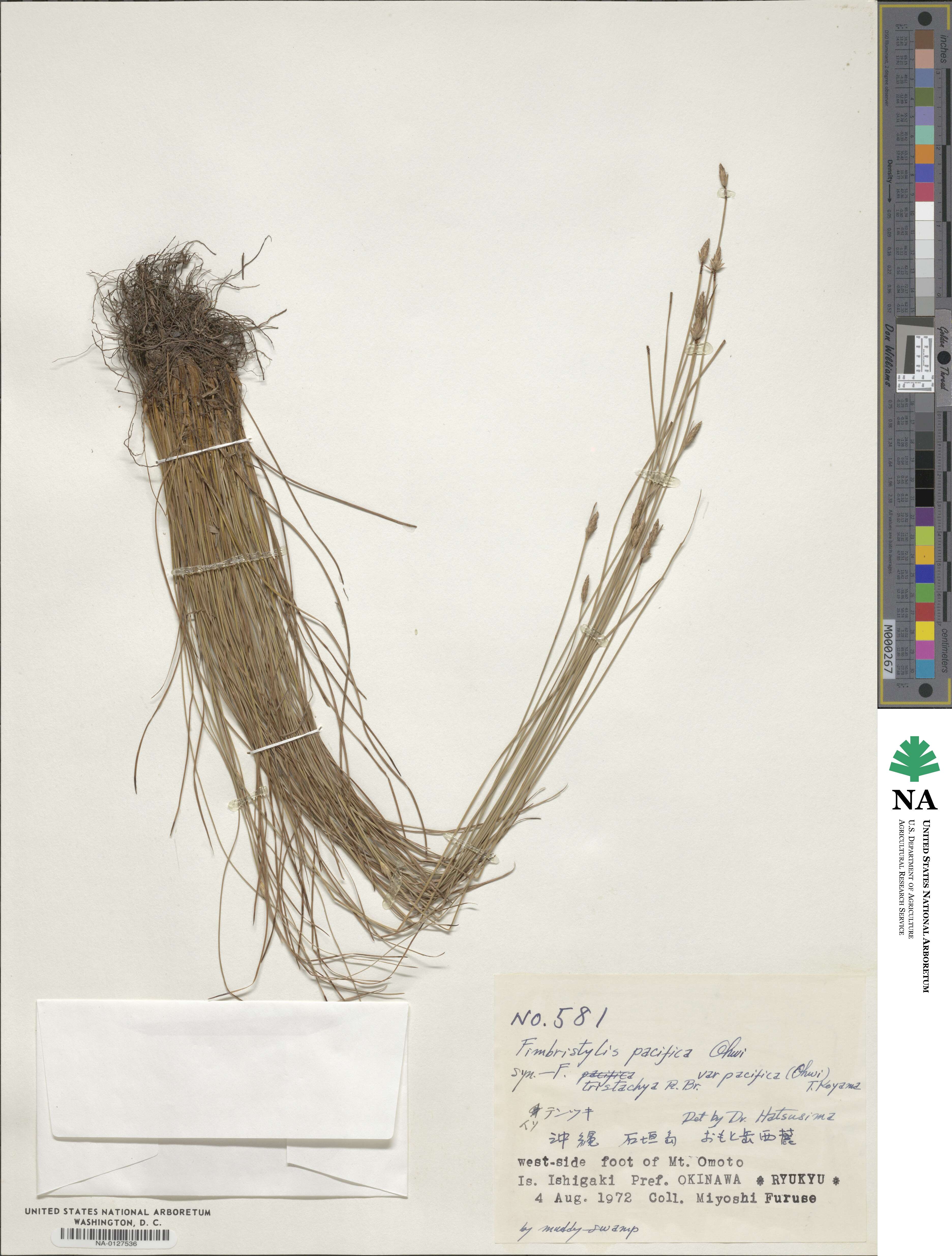 Fimbristylis tristachya var. pacifica image