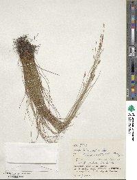 Fimbristylis tristachya image