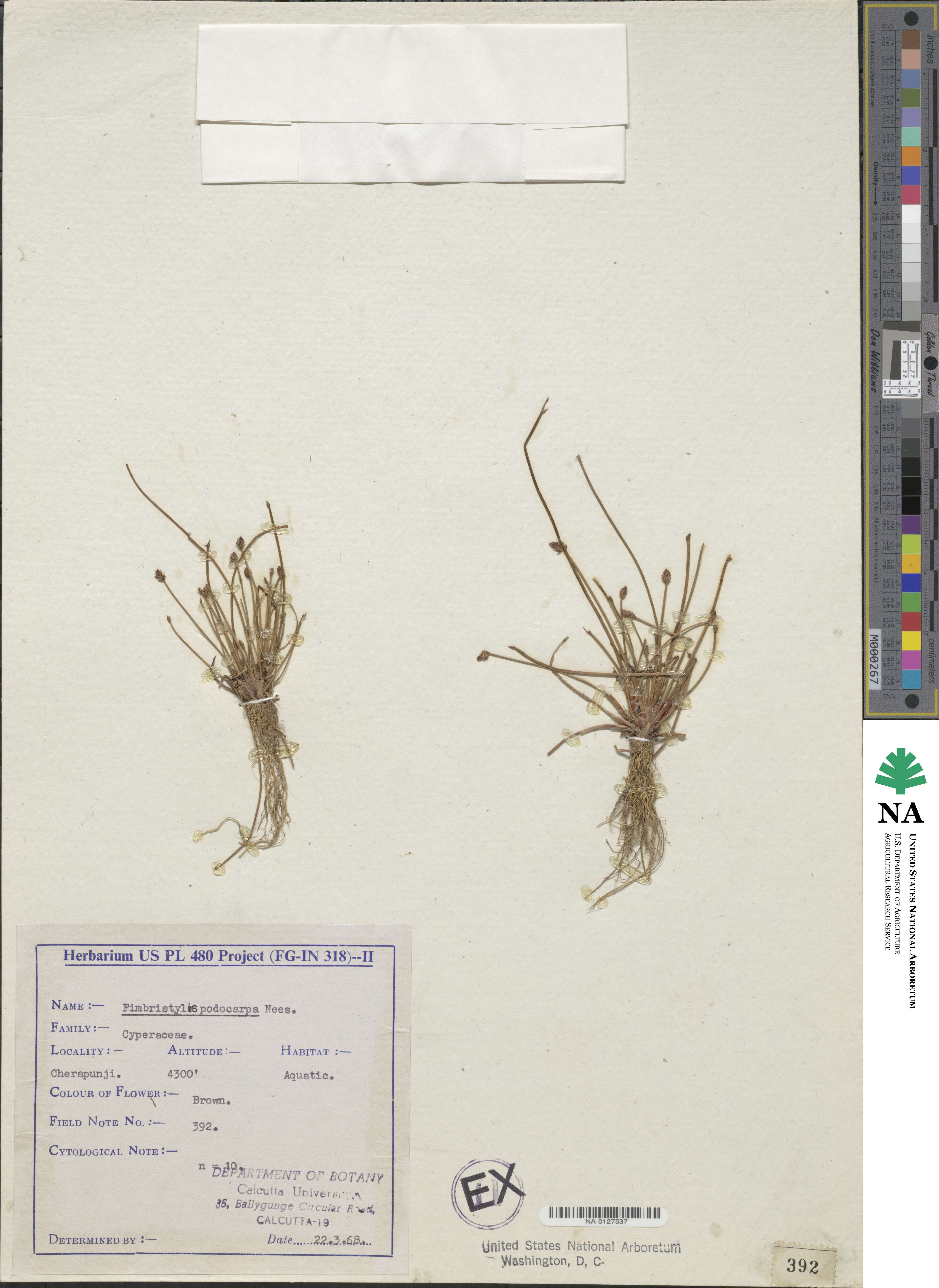 Fimbristylis dichotoma subsp. podocarpa image